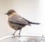 indian chat, bird, animal, brown rock chat, small bird, wildlife, nature, birdwatching, ornithology, animal world, robin, species, fauna, avian, brown, bird, bird, bird, bird, bird, animal, animal, small bird, small bird, small bird, small bird, robin, robin